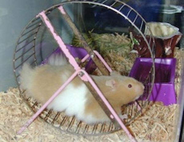 Hamster wheel