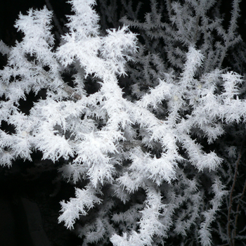 Crystalisation