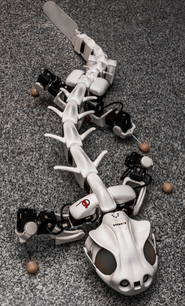 Pleurobot
