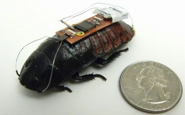 Remote controlled cockroach