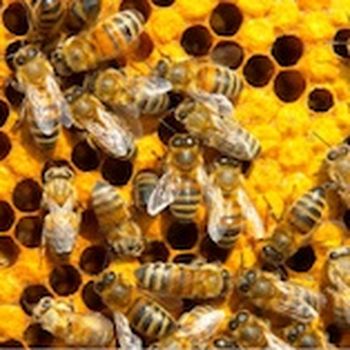 Bees