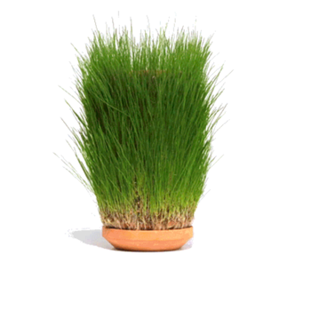 Terraplanter