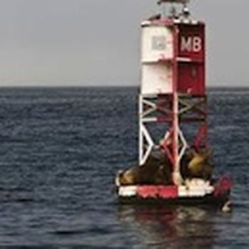 Buoys