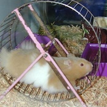 Hamster wheel