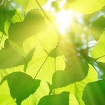 Photosynthesis