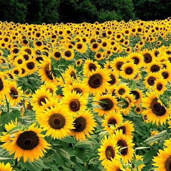 Phytoremediation